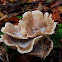 Oyster mushroom