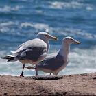 Gull
