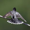 Eastern Kingbird