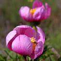 Rosa-albardeira