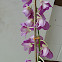 Dendrobium Hybrid Orchid
