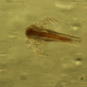 nauplio de Artemia (es)