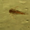 nauplio de Artemia (es)