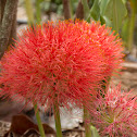 Blood Lily