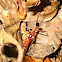Ant killing a worm