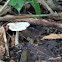 uncertain mushroom