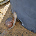 Garden Snails