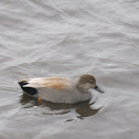 Gadwall, male and female