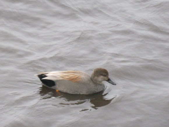 Spotting Image 1
