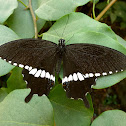 Common Mormon, male