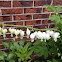 Bleeding Heart