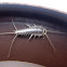 Silverfish. Pececilllo de plata