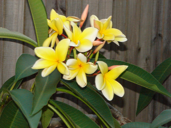 Spotting Image 1