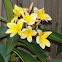 Plumeria