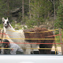 Llama