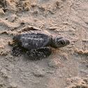 Kemp's ridley sea turtles