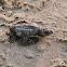 Kemp's ridley sea turtles