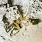 Wolf spider