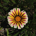 Aztec yellow ground cover flower