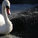 Mute swan