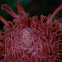 Torch Ginger