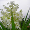 adam 's needles yucca