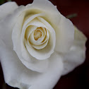 White Rose