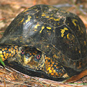 Common Box Turtle