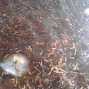 Portuguese Man o' War