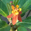 Mexican Butterfly Weed,   Tropical Milkweed,   Blood flower,  Scarlet Milkweed
