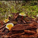 Unknown Mushrooms