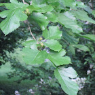 White Mulberry