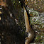 Seal Salamander