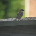 house sparrow
