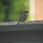 house sparrow