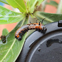 Euploea Caterpillar