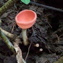 Cookeina tricholoma