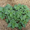 Ground Cherry