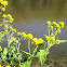 Wingstem
