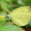 Common grass yellow Butterfly