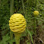 Zingiber spectabilis 'Early Yellow'