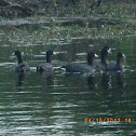 American Coot