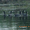 American Coot