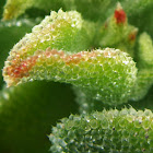 Iceplant/Anémona de tierra