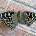 Lemon Pansy