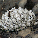 Gooseneck Barnacle