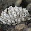 Gooseneck Barnacle