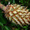Ananas comosus