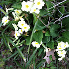 Primrose