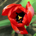 Fosteriana Tulip